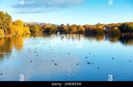 Roath Park See im Herbst mit Enten und Schwäne schwimmen im See und Bäume voller bunter Blätter. Stockfoto