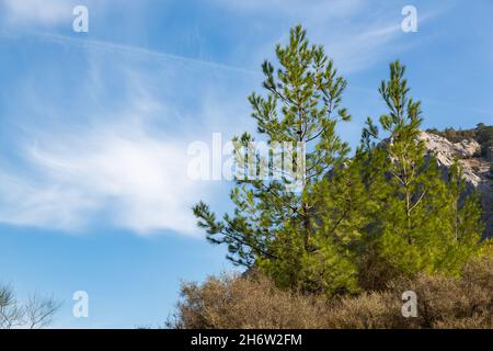 Junge Kiefern vor dem Hintergrund des blauen Himmels. Nadelbäume wachsen auf einem felsigen Gelände. Stockfoto