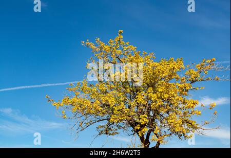 Baum mit vergilbten Blättern auf blauem Himmel Hintergrund. Herbstansicht eines Baumes mit vergilbten Blättern. Stockfoto
