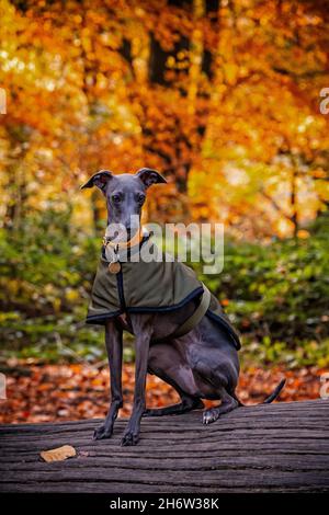 Italienischer Greyhound-Welpe auf der Hamstead Heath London im Herbst Stockfoto