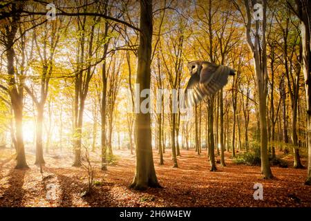 Scheune Eule bei Sonnenaufgang fliegen durch wunderschöne Herbstwälder mit Buchenblättern, die sich golden orange und rot färben. Naturlandschaft Wald in Norfol Stockfoto