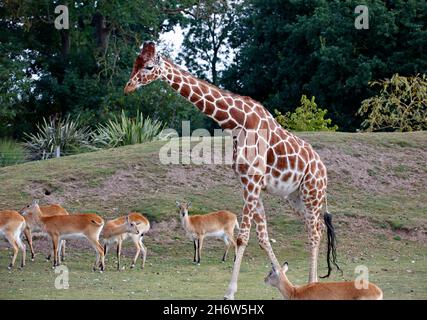 Giraffe in einem britischen Wildpark Stockfoto