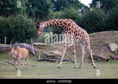 Giraffe in einem britischen Wildpark Stockfoto