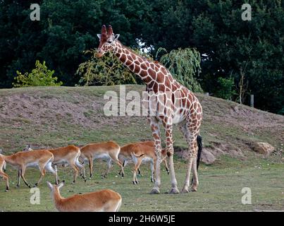 Giraffe in einem britischen Wildpark Stockfoto