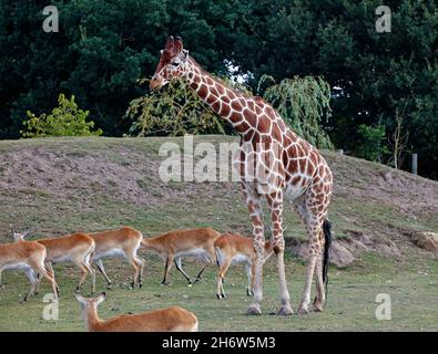 Giraffe in einem britischen Wildpark Stockfoto