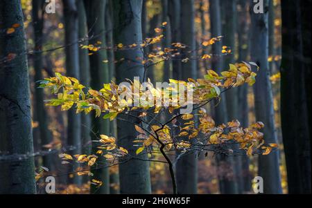 Laubbuche in Sherwood Forest, Nottinghamshire, England, Großbritannien. Stockfoto