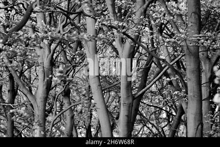 Laubbuche in Sherwood Forest, Nottinghamshire, England, Großbritannien. Stockfoto