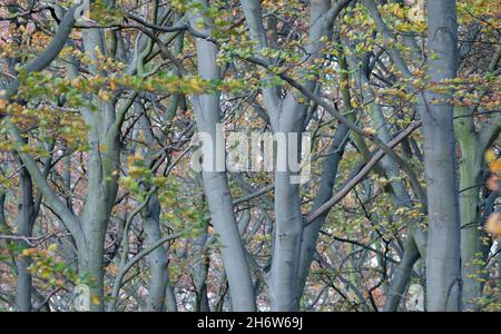 Laubbuche in Sherwood Forest, Nottinghamshire, England, Großbritannien. Stockfoto