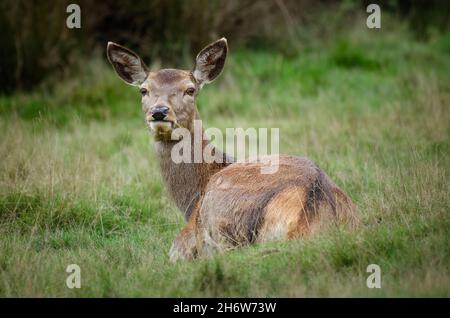 Ein Rotwild, der Gras im Mund auf dem Gras liegend hat, blickt zurück auf die Kamera Stockfoto