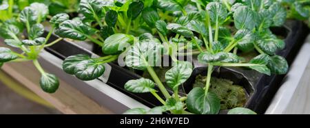 Banner. Kohltatsoy. Städtische mikrogrüne Farm. Umweltfreundliches Kleinunternehmen. Babyblätter, Phytolamp. Stockfoto