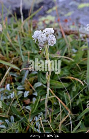 Antennaria dioica, Mountain Everlasting, Compositae. Wildpflanze im Sommer geschossen. Stockfoto