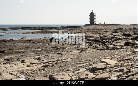 Der ursprüngliche Leuchtturm und die Behausungen des Leuchtturmwärters, erbaut 1789 auf der Insel North Ronaldsay, Orkney Stockfoto