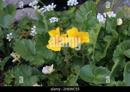 Geum montanum, Alpine Avens, Rosaceae. Wildpflanze im Sommer geschossen. Stockfoto