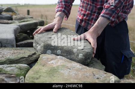 Reparatur des Steinschafdeiches auf der Insel North Ronaldsay, Orkney, Schottland Stockfoto