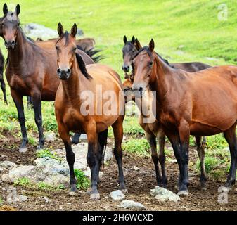 Eine Herde halbwilder Pferde im Kaukasus. Im Äußeren der Pferde sind sichtbare Zeichen der Rasse, zum Beispiel Kabarda (Hochland Reitpferd). Stockfoto