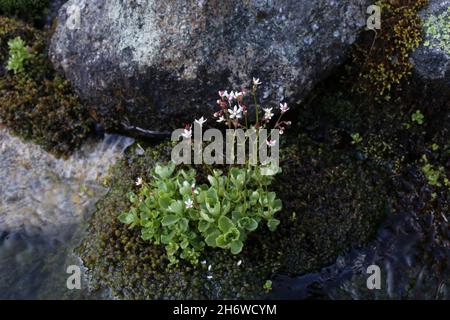 Saxifraga stellaris, Starry Saxifrage, Micranthes stellaris, Saxifragaceae. Wildpflanze im Sommer geschossen. Stockfoto