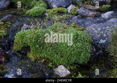 Saxifraga stellaris, Starry Saxifrage, Micranthes stellaris, Saxifragaceae. Wildpflanze im Sommer geschossen. Stockfoto