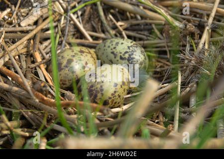 Schwarzkopfmöwen (Larus ridibundus) nisten auf separaten Talghöckern und gestampften Schilfhalmen im Morast. Helium. Nordöstlich der EU Stockfoto