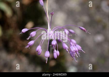 Allium carinatum subsp. Pulchellum, Allium cirrhosum, Amaryllidaceae. Wildpflanze im Sommer geschossen. Stockfoto