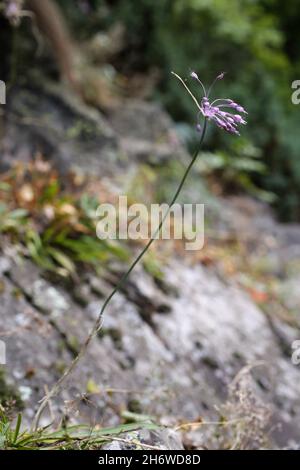 Allium carinatum subsp. Pulchellum, Allium cirrhosum, Amaryllidaceae. Wildpflanze im Sommer geschossen. Stockfoto