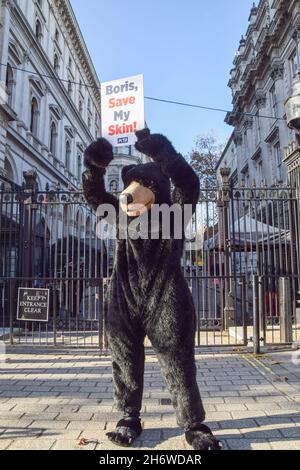 London, Großbritannien. November 2021. Vor der Downing Street steht ein als Bär gekleideter PETA-Aktivist. PETA fordert die Regierung auf, Bärenpelz, das in den Kappen der Queen's Guards verwendet wird, durch Kunstpelz von ECOPEL zu ersetzen. Es kann die Haut und das Fell eines Bären nehmen, um nur eine Mütze zu machen. ECOPEL haben angeboten, ihr Kunstpelz bis 2030 kostenlos dem Verteidigungsministerium zur Verfügung zu stellen. Kredit: Vuk Valcic / Alamy Live Nachrichten Stockfoto