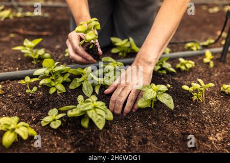 Frau, die in ihrem Garten einen Keimling in den Boden pflanzt. Weibliche Hände, die auf einem landwirtschaftlichen Feld einen Sprössling in den Boden legen. Nicht erkennbar organisch Stockfoto