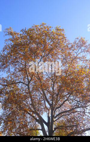 Platanus, in Herbstfarben im Garten, Szigethalom, Csepel Island, Ungarn Stockfoto