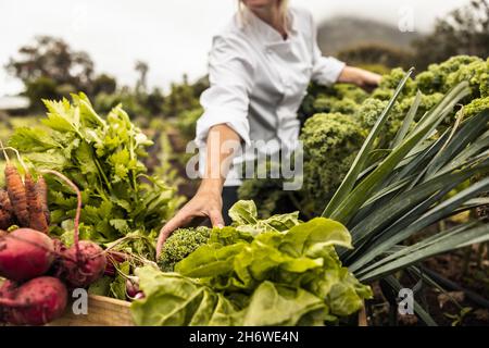 Nicht erkennbarer Koch, der frisches Gemüse auf einem landwirtschaftlichen Feld erntet. Selbstständige Köchin, die eine Vielzahl frisch gepflückter Produkte arrangiert Stockfoto