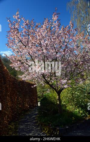 Rosa Prunus sargentii (Sargent's Cherry) Baum, der an einer Grenze im RHS Garden Harlow Carr, Harrogate, Yorkshire, angebaut wird. England, Großbritannien. Stockfoto