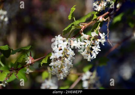 Ribes sanguineum 'White Icicle' (Ubric) (Blühende Johannisbeere) Blumen, die an einer Grenze im RHS Garden Harlow Carr, Harrogate, Yorkshire, angebaut werden. England, Großbritannien. Stockfoto