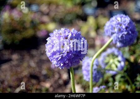 Blaue Primula denticulata (Drumstick Primrose) Blumen, die an einer Grenze im RHS Garden Harlow Carr, Harrogate, Yorkshire, angebaut werden. England, Großbritannien. Stockfoto