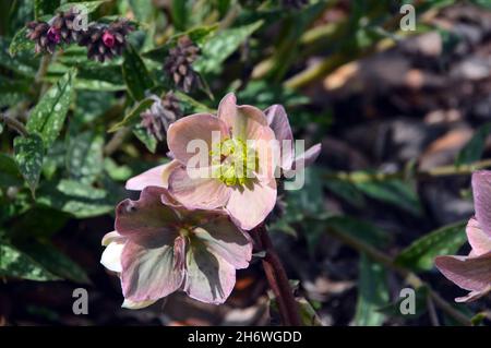 Blass Pink Helleborus 'Ivory Prince' (Weihnachtsrose) Blumen haben eine Grenze im RHS Garden Harlow Carr, Harrogate, Yorkshire, England, UK. Stockfoto