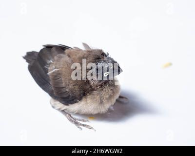 Die Javanische Munia (Lonchura leucogastroides) ist eine Art von Estrildidfinken, die in Südsumatra, Java, Bali und Lombok, Indonesien, gefunden wird Stockfoto