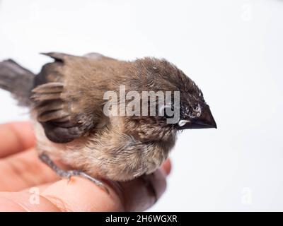 Die Javanische Munia (Lonchura leucogastroides) ist eine Art von Estrildidfinken, die in Südsumatra, Java, Bali und Lombok, Indonesien, gefunden wird Stockfoto