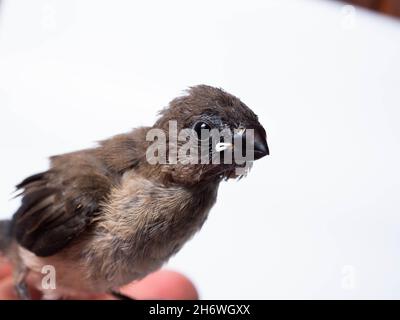 Die Javanische Munia (Lonchura leucogastroides) ist eine Art von Estrildidfinken, die in Südsumatra, Java, Bali und Lombok, Indonesien, gefunden wird Stockfoto