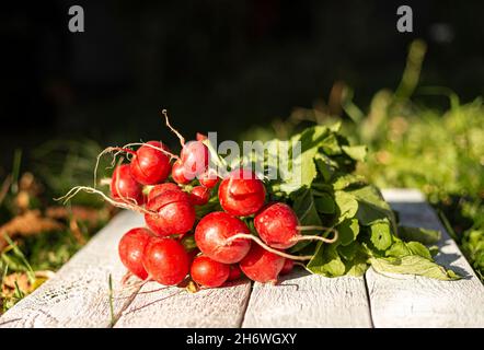 Frisch geerntete Radieschen aus dem Garten auf einer Holzmatte Stockfoto