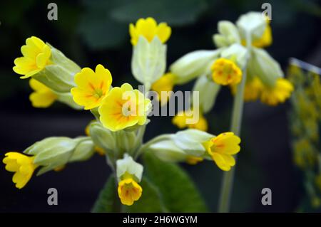 Wild Native Yellow Primula Veris 'Common Cowslip'-Blumen, die im Woodland bei RHS Garden Harlow Carr, Harrogate, Yorkshire, England, Großbritannien angebaut werden. Stockfoto