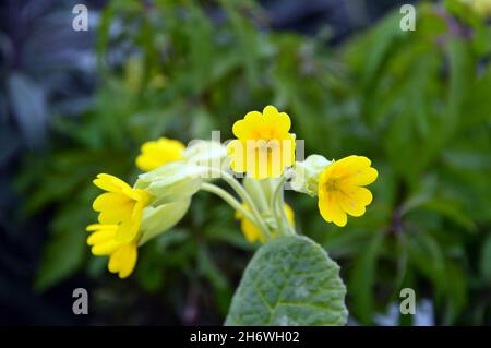 Wild Native Yellow Primula Veris 'Common Cowslip'-Blumen, die im Woodland bei RHS Garden Harlow Carr, Harrogate, Yorkshire, England, Großbritannien angebaut werden. Stockfoto