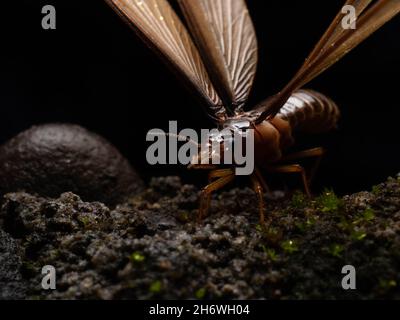 Termite alates, eine Kaste von Termiten, die Königin ein König auf der Kolonie sein wird Stockfoto