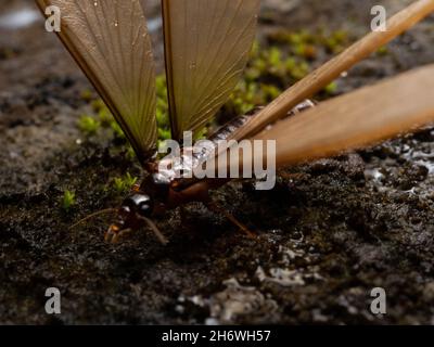 Termite alates, eine Kaste von Termiten, die Königin ein König auf der Kolonie sein wird Stockfoto