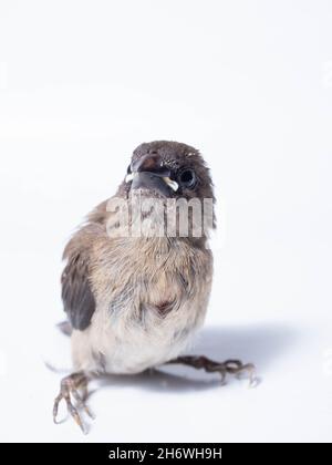 Die Javanische Munia (Lonchura leucogastroides) ist eine Art von Estrildidfinken, die in Südsumatra, Java, Bali und Lombok, Indonesien, gefunden wird Stockfoto