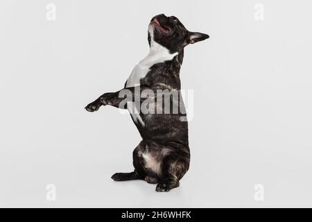 Porträt von verspielten smart Französisch Bulldog ruhig sitzen, Training isoliert auf weißem Hintergrund Stockfoto