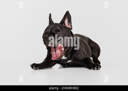 Porträt von niedlichen Hund, Französisch Bulldogge liegen und gähnend isoliert über weißen Studio Hintergrund. Tier, Tierarzt, Pflegekonzept Stockfoto