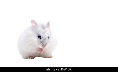 Weißer Hamster isoliert auf weißem Hintergrund Stockfoto