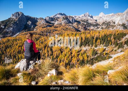 Schöne goldene Lärchen in den Bergen in der Herbstsaison. Stockfoto