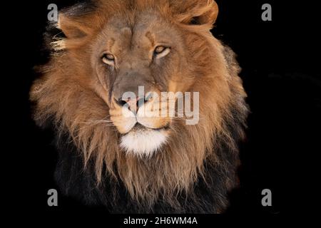 Schwarzmäulengion (Panthera leo) im ABQ BioPark in Albuquerque, New Mexico Stockfoto