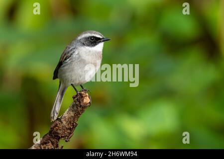 Männlich Grey Bushchat, der auf einem Barsch in die Ferne blickt Stockfoto