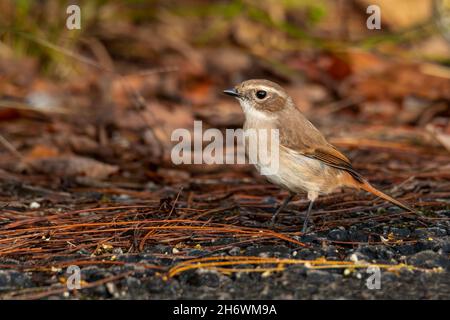 Weibliche graue Bushchat, die auf dem Boden steht und in die Ferne blickt Stockfoto