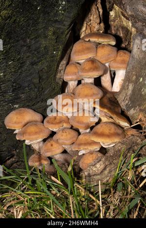 Ähnlich wie bei der giftigen Begräbnisglocke, liegt der ummantelte Holztuft meist auf totem Laubholz. Der Stiel hat einen markanten Ring Stockfoto