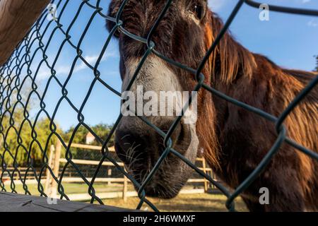 Maultierkopf von unten nach oben mit unscharfem Hintergrund. Stockfoto